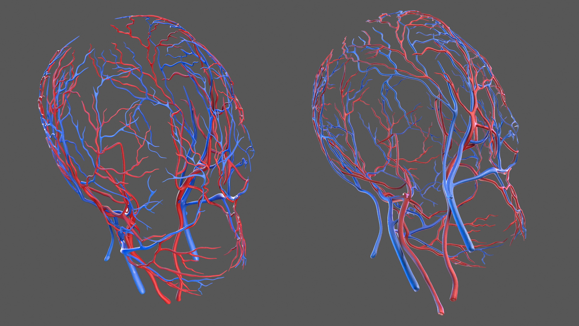 Human Head Cardiovascular System 3D