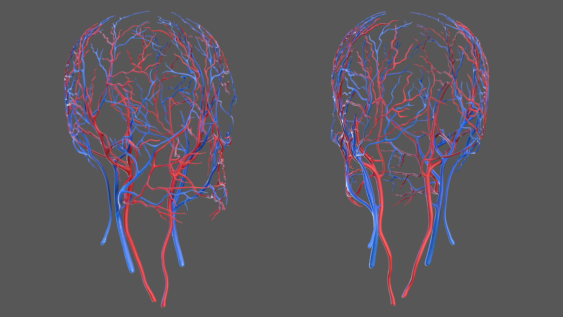 Human Head Cardiovascular System 3D