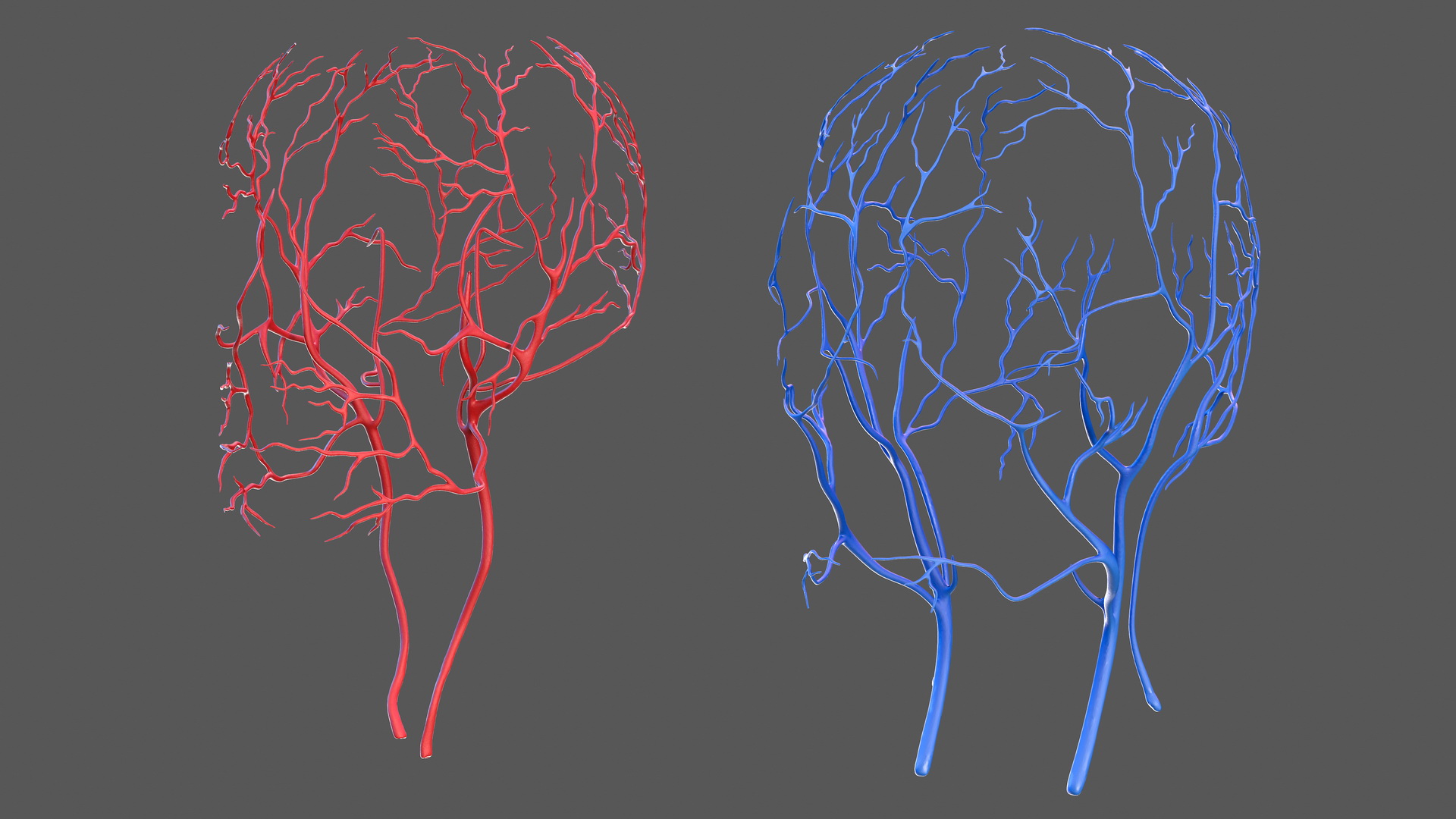 Human Head Cardiovascular System 3D