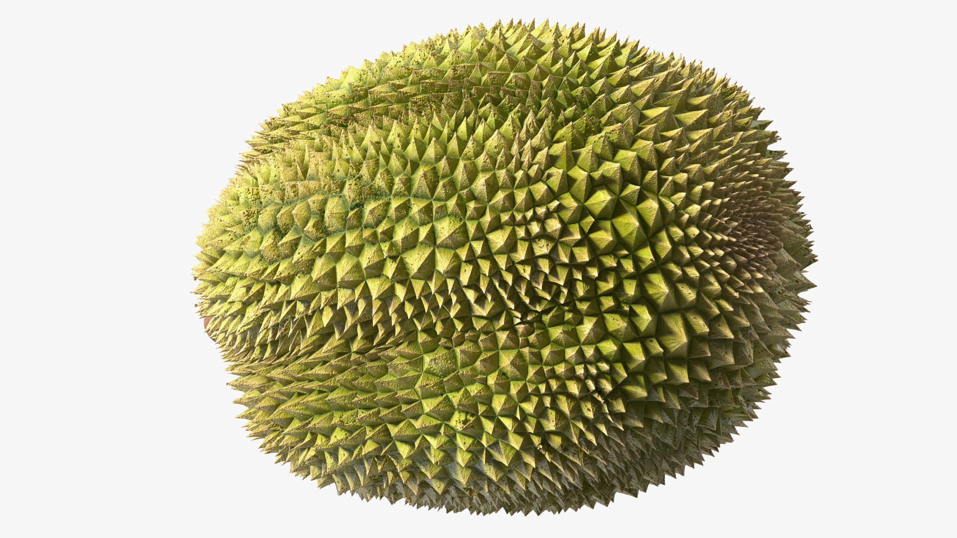 Ripe Durian Fruit 3D