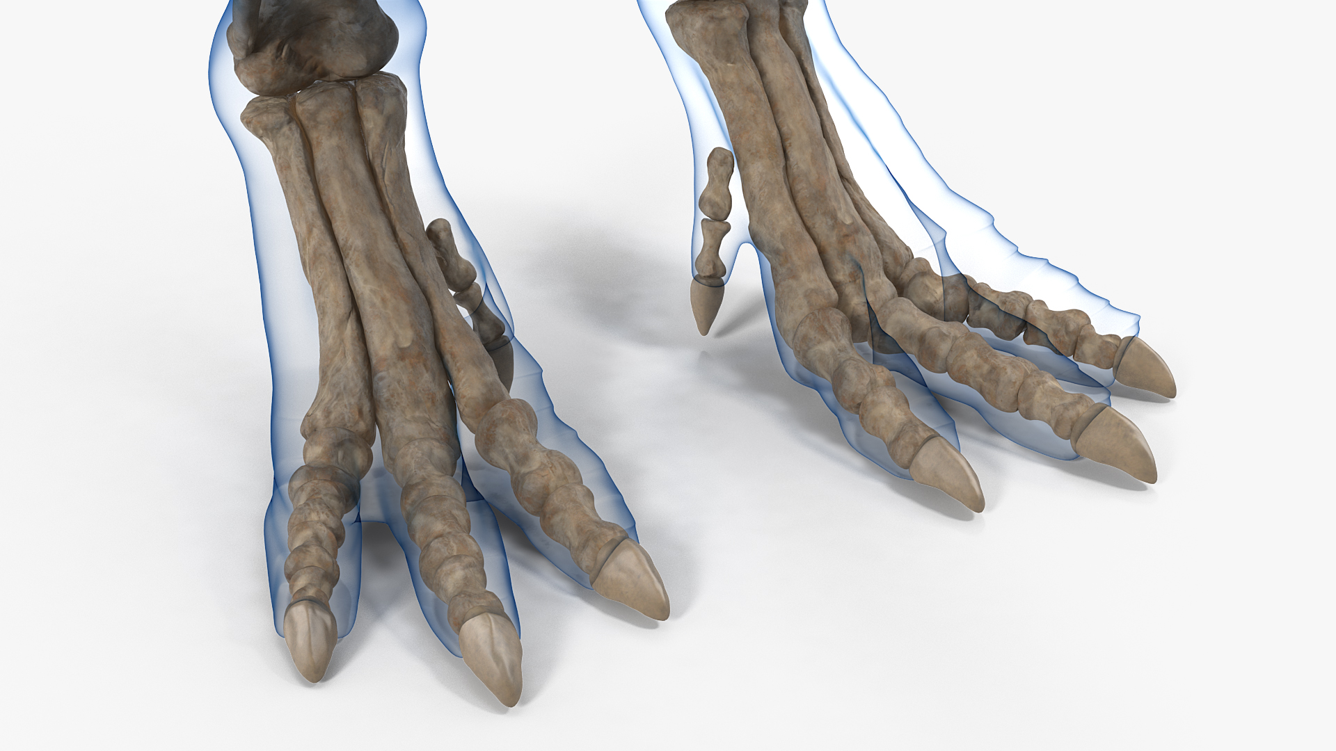 3D Tyrannosaurus Rex Skeleton Fossil with Skin model