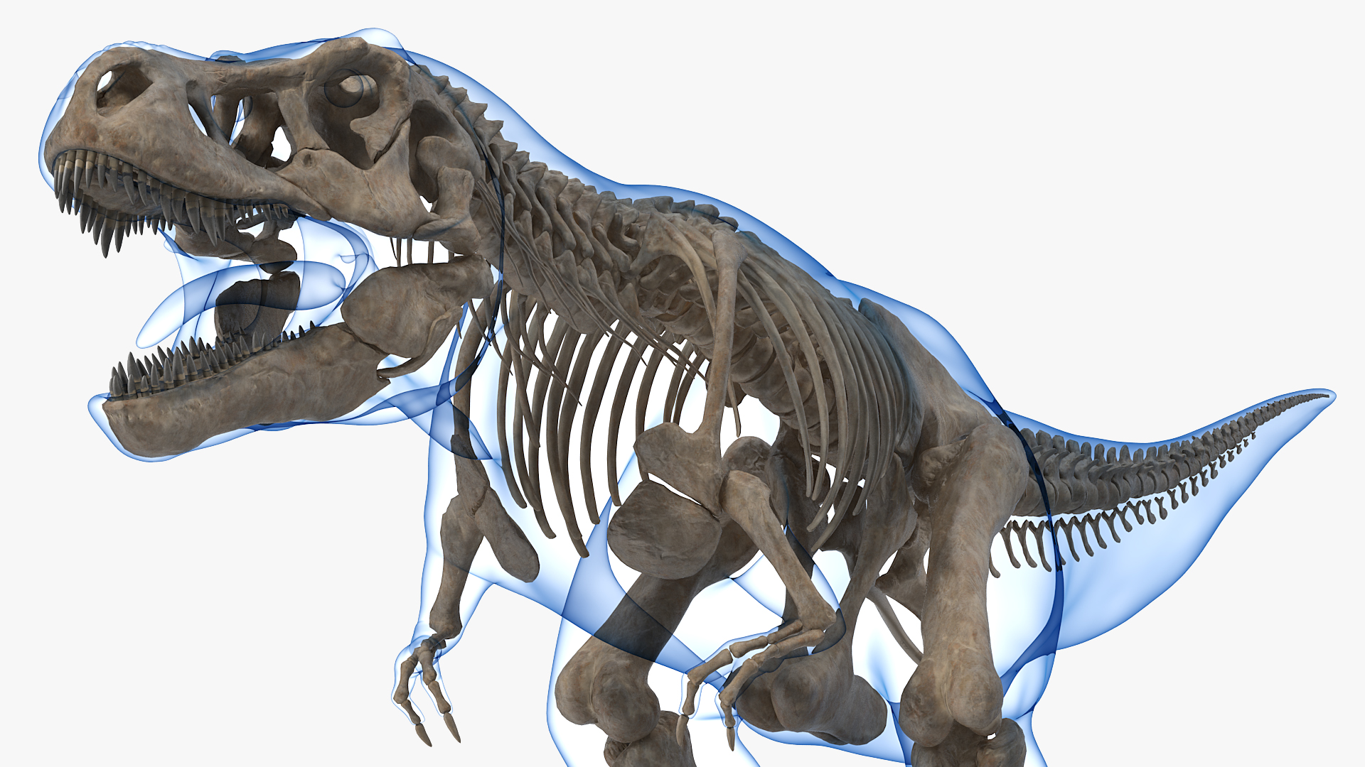 3D Tyrannosaurus Rex Skeleton Fossil with Skin model