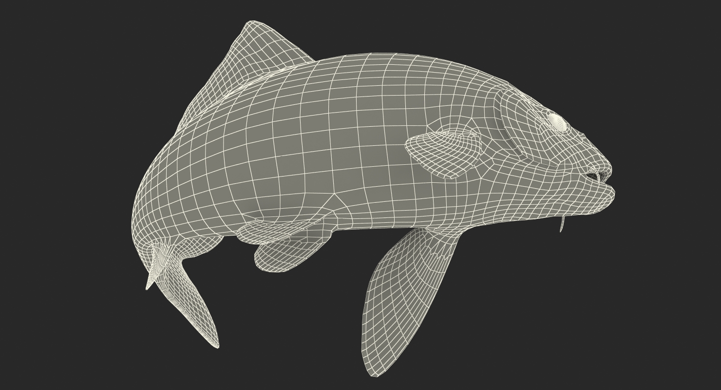 3D model Harivake Koi Fish Swiming Pose