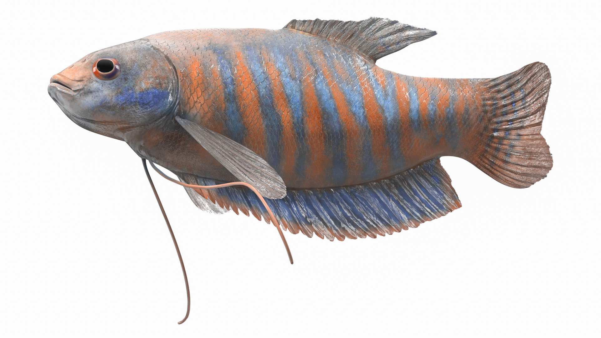 3D model Dwarf Gourami Fish Rigged