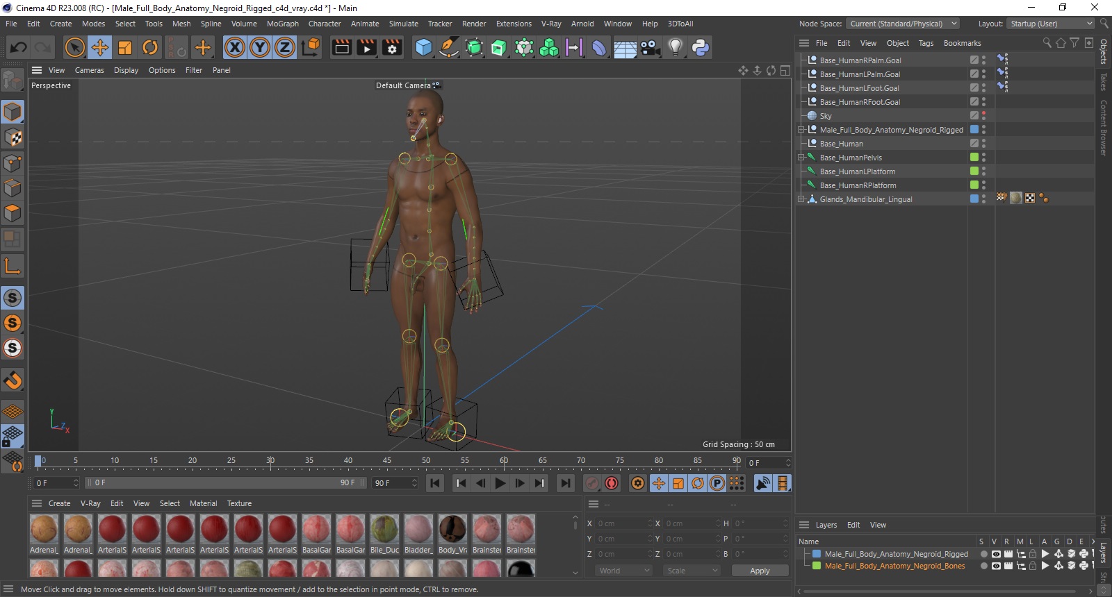 3D Male Full Body Anatomy Negroid Rigged for Cinema 4D