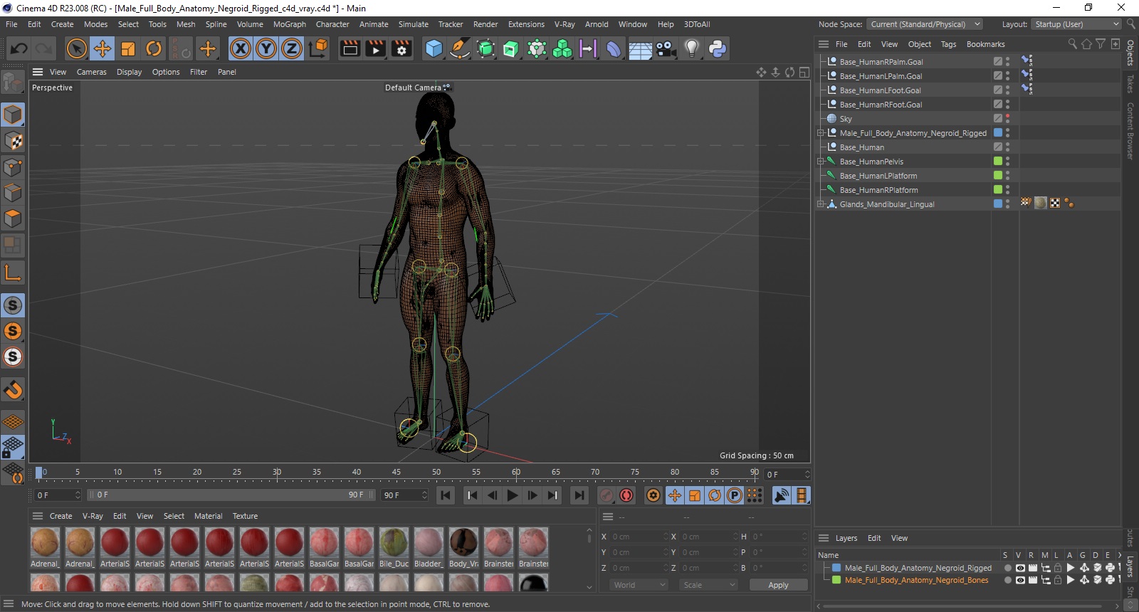 3D Male Full Body Anatomy Negroid Rigged for Cinema 4D