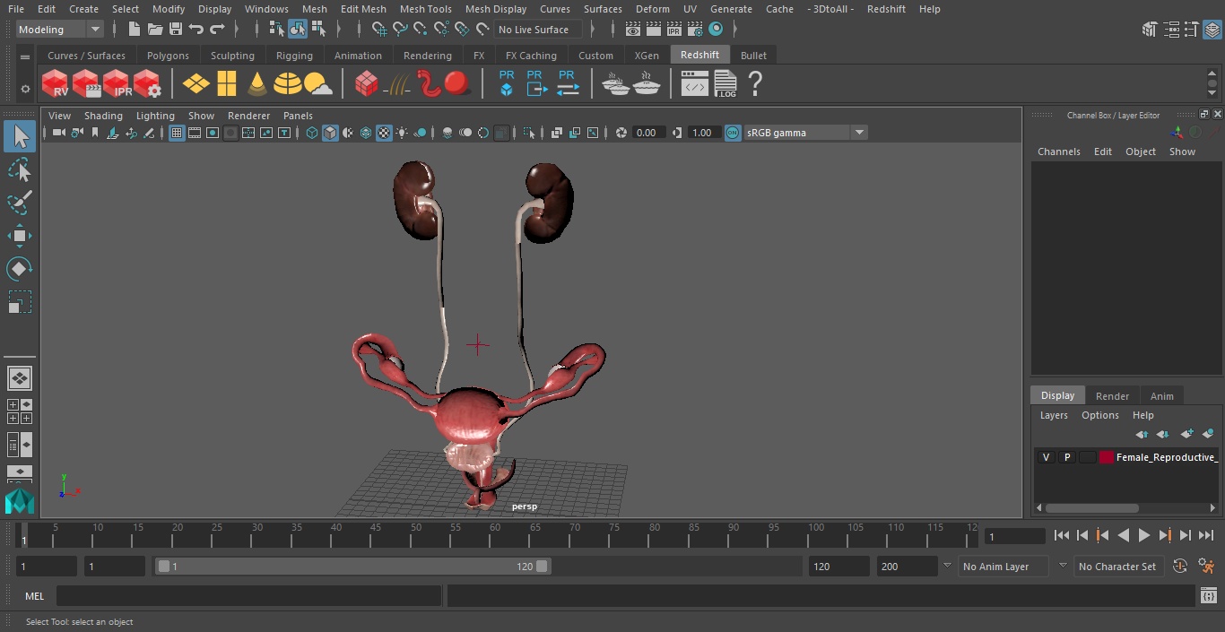 3D Female Reproductive System