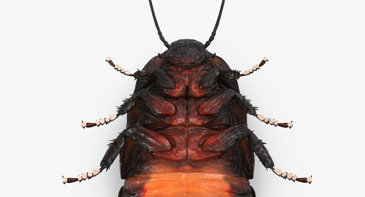 Hissing Cockroach Rigged 3D model