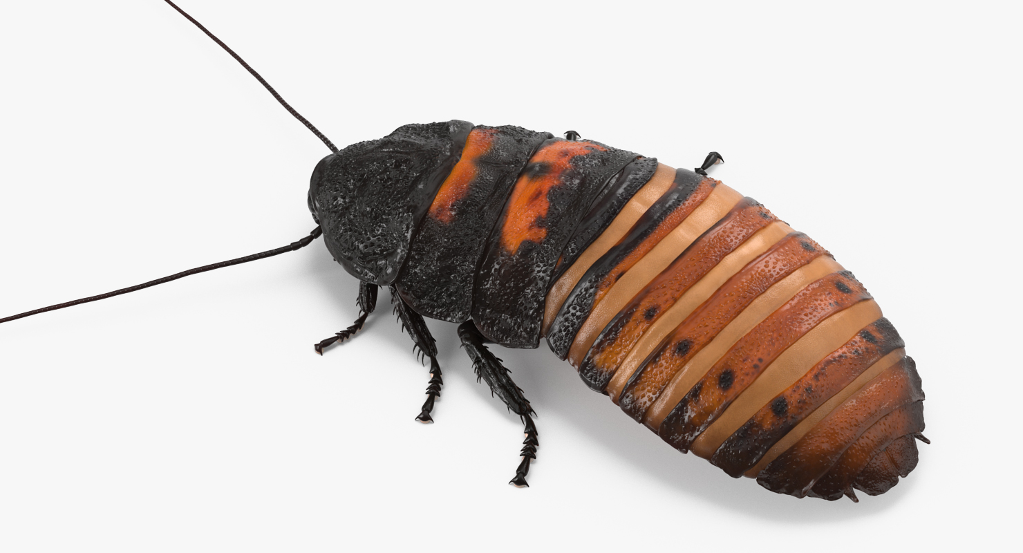 Hissing Cockroach Rigged 3D model