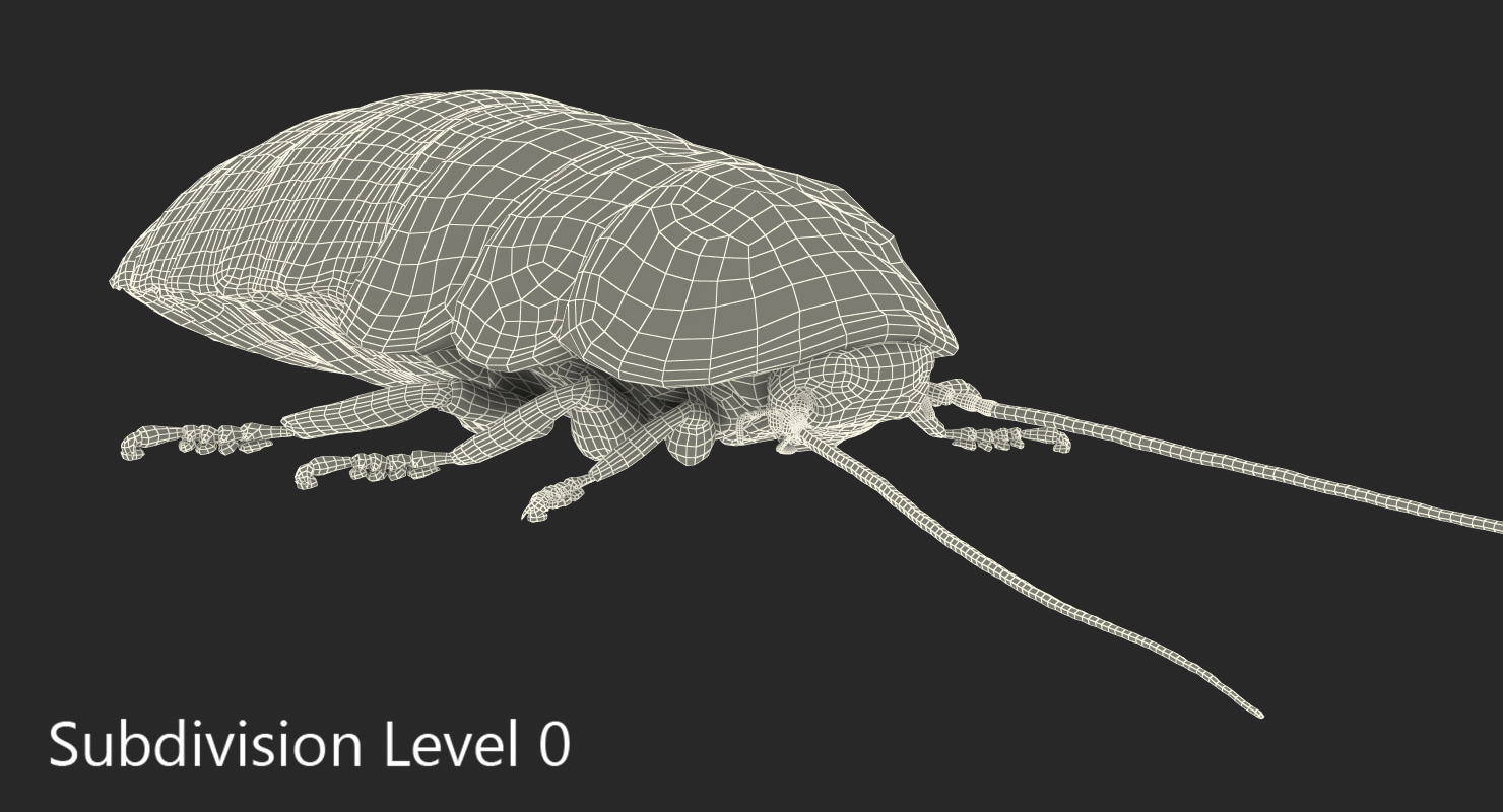 Hissing Cockroach Rigged 3D model