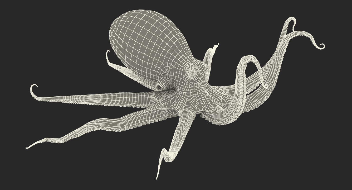 3D Octopus Crawling