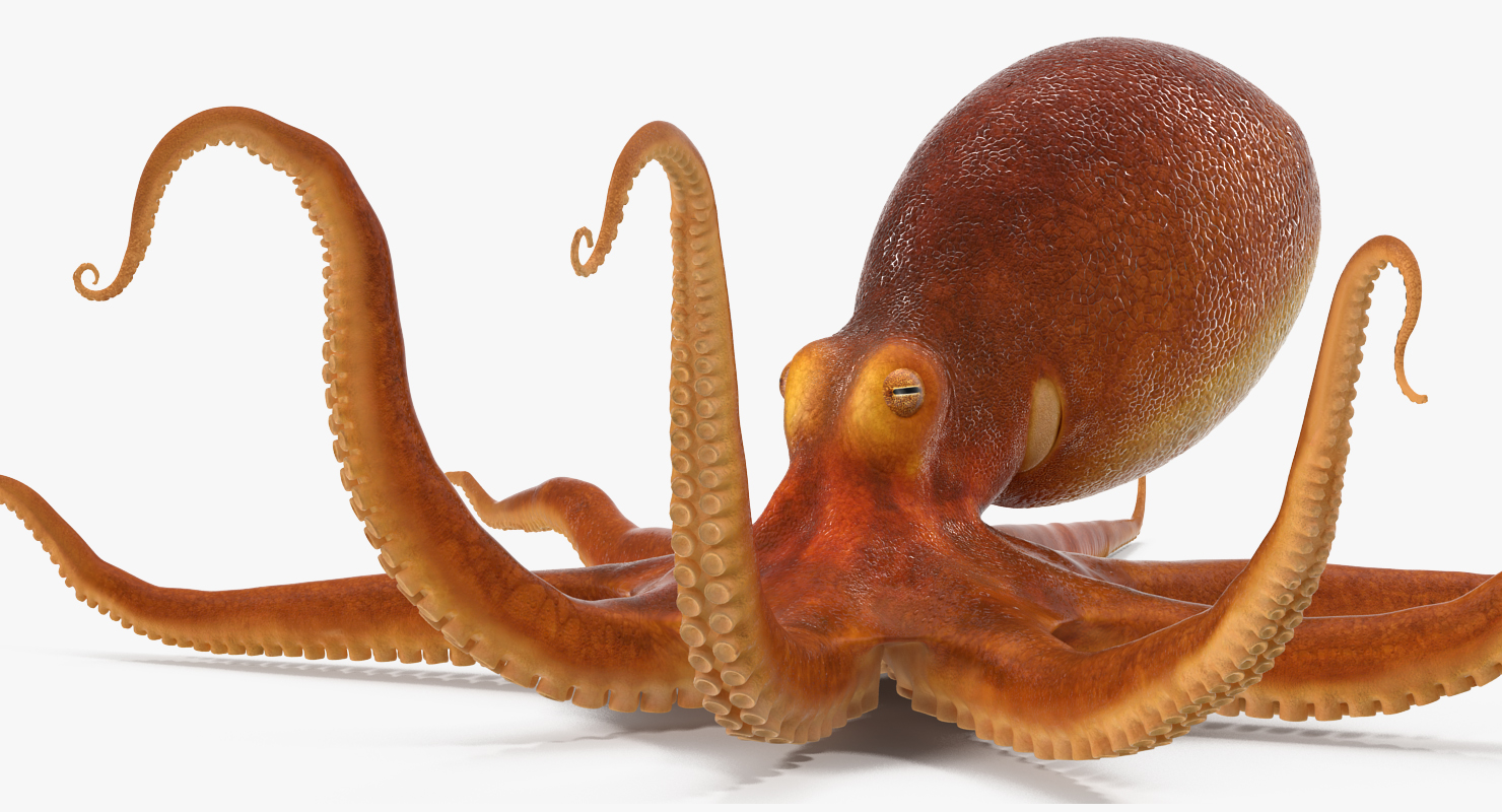 3D Octopus Crawling