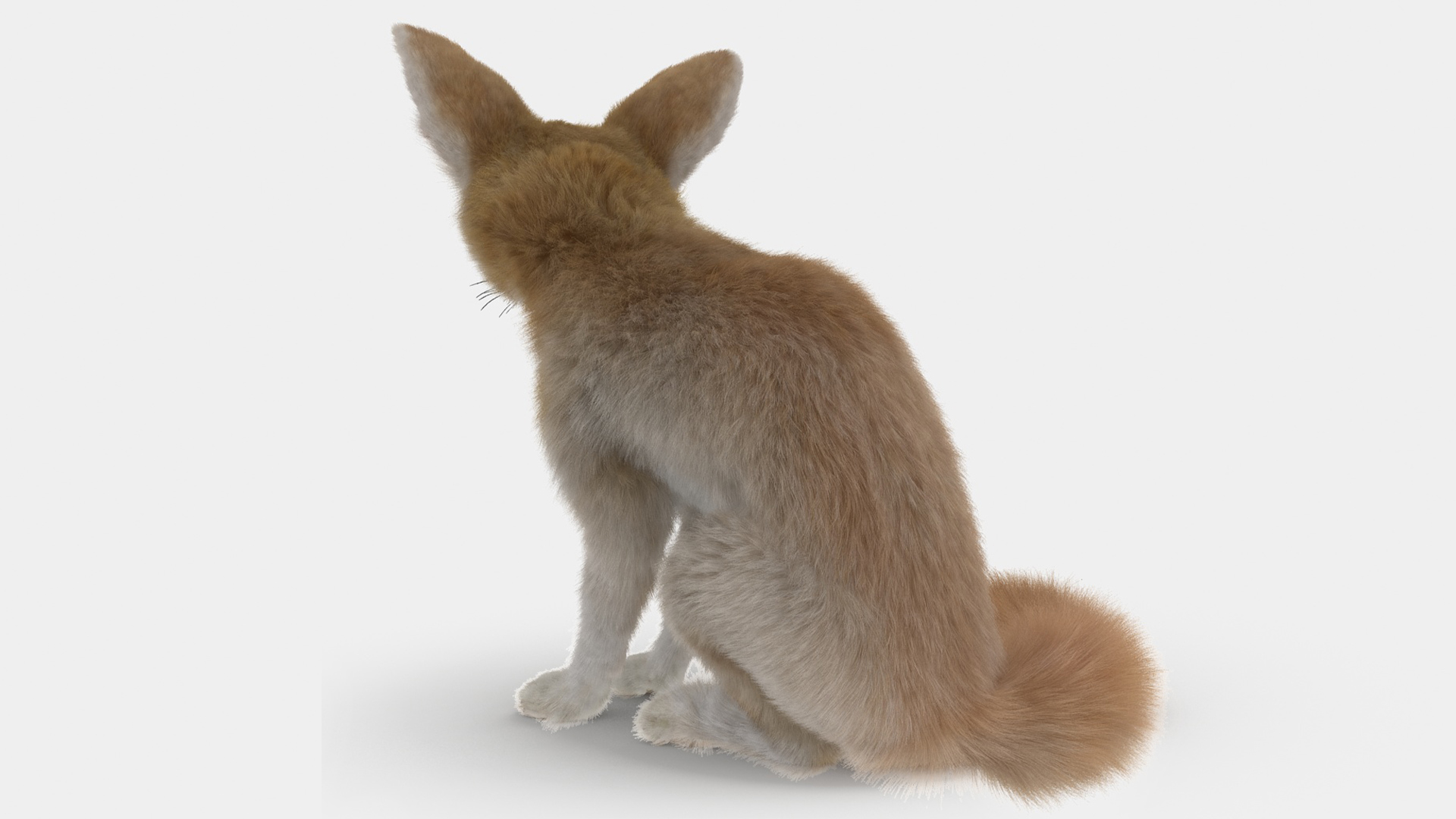 Vulpes Zerda Sitting Pose Fur 3D model