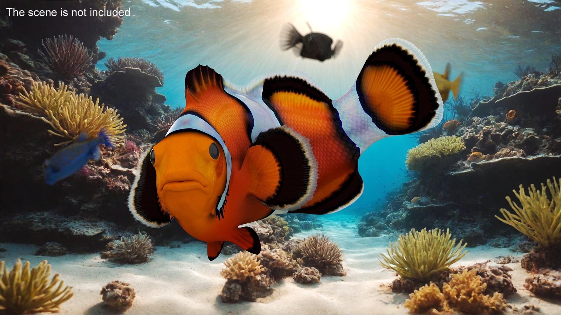 3D model Realistic Clownfish Rigged for Cinema 4D