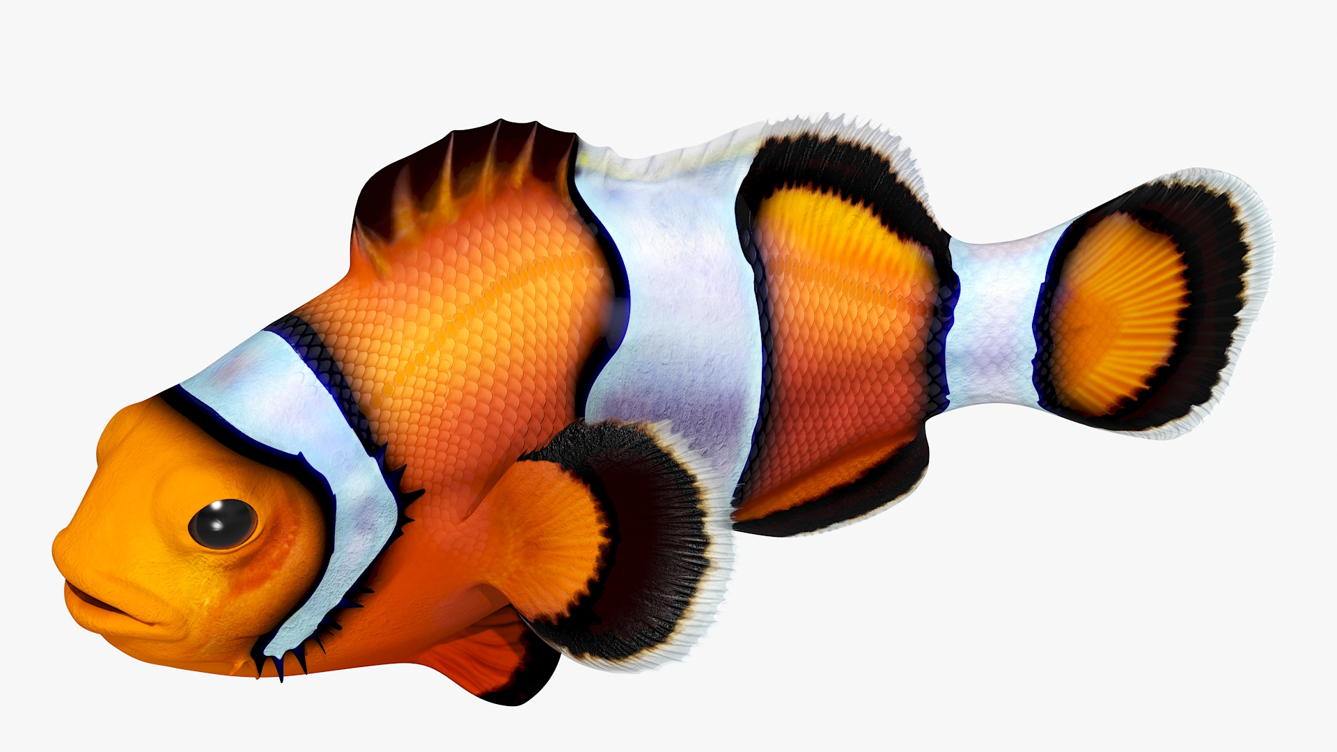 3D model Realistic Clownfish Rigged for Cinema 4D