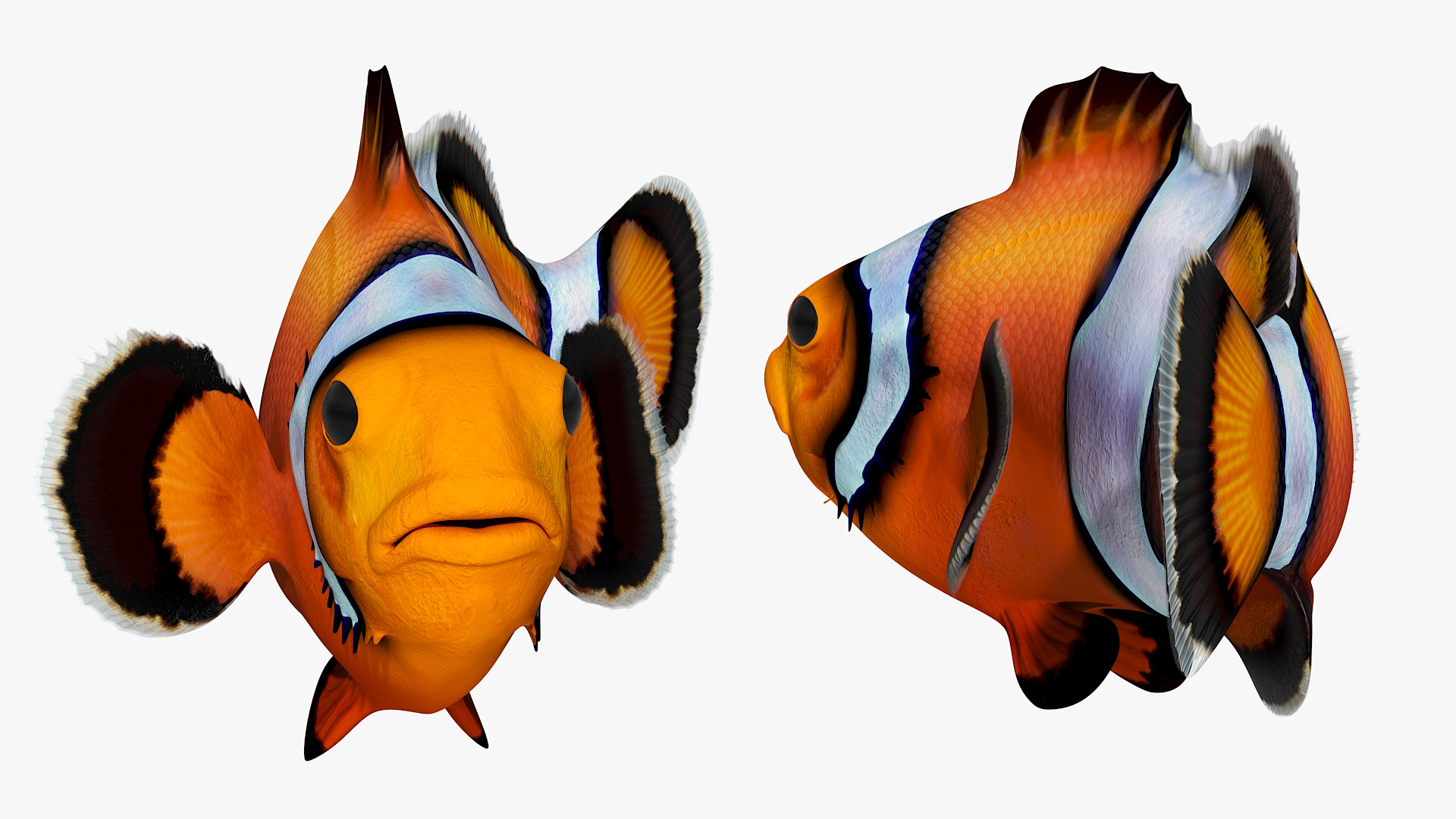 3D model Realistic Clownfish Rigged for Cinema 4D