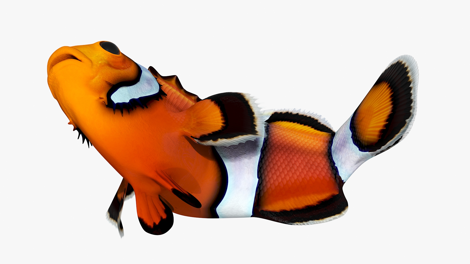 3D model Realistic Clownfish Rigged for Cinema 4D