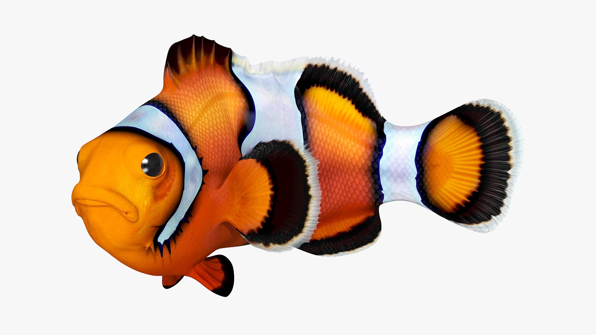 3D model Realistic Clownfish Rigged for Cinema 4D