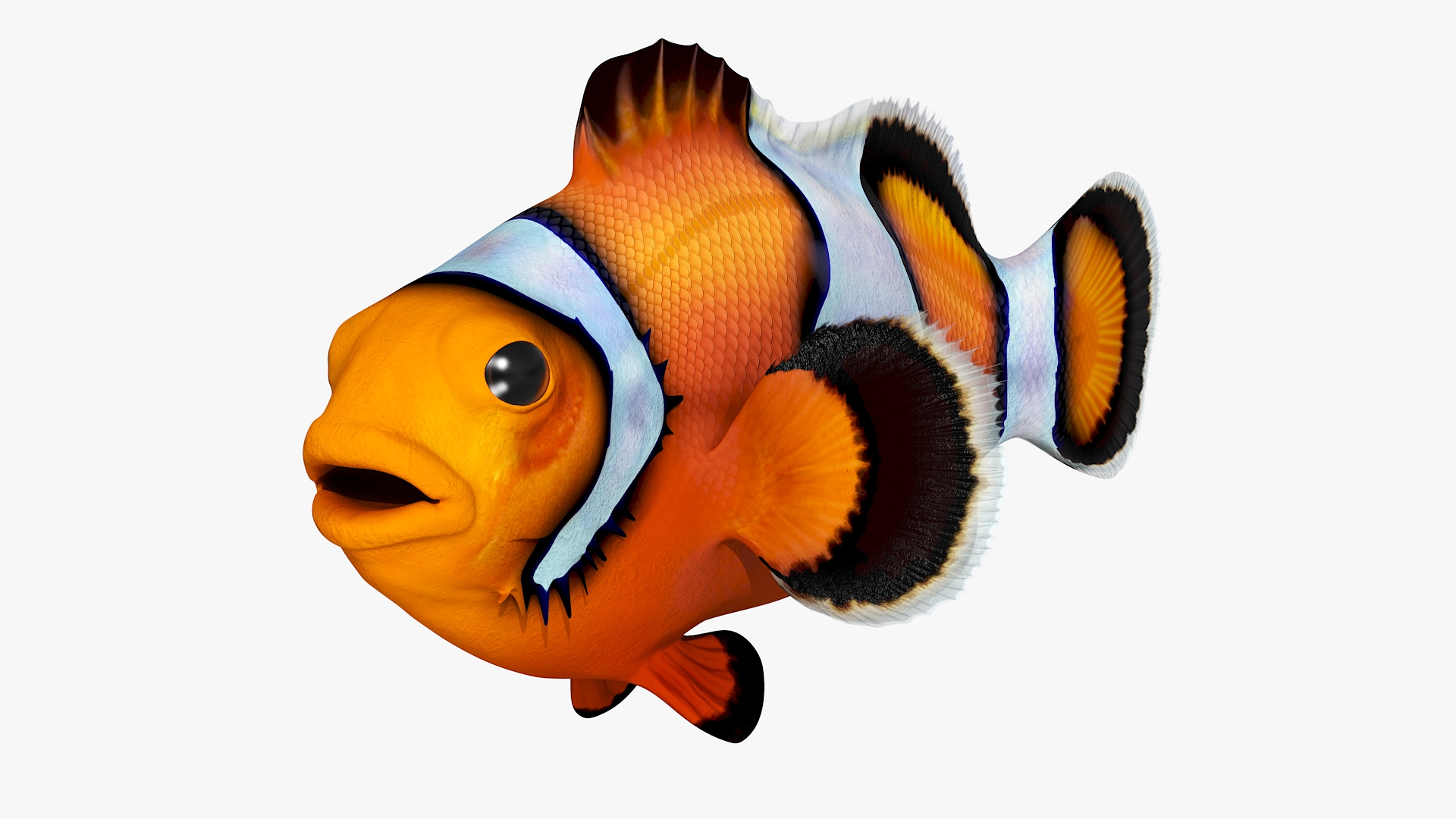 3D model Realistic Clownfish Rigged for Cinema 4D