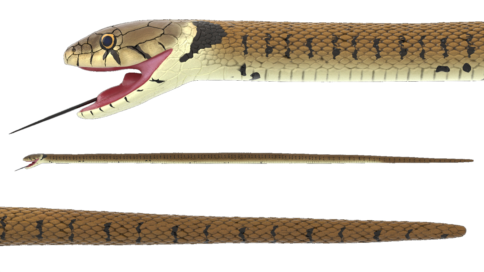 3D European Grass Snake Brown