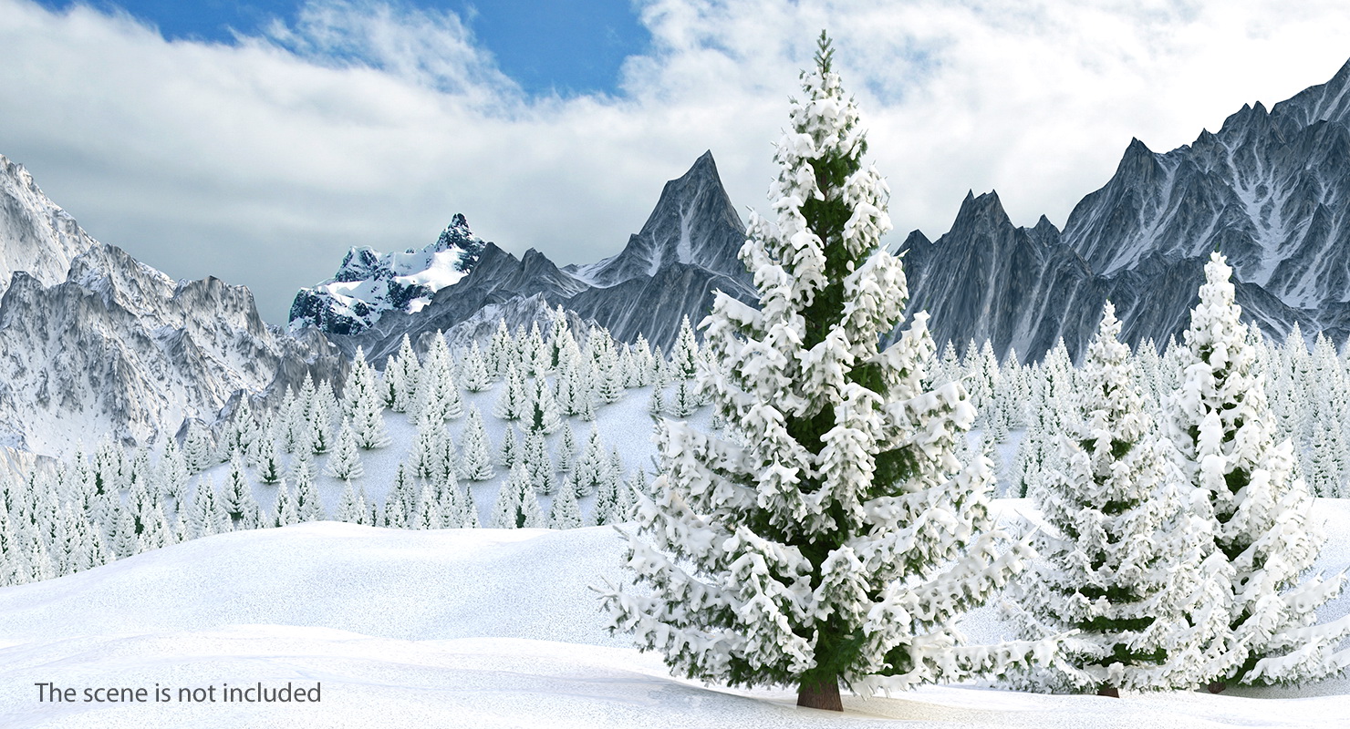 Norway Spruce in Heavy Snow 3D