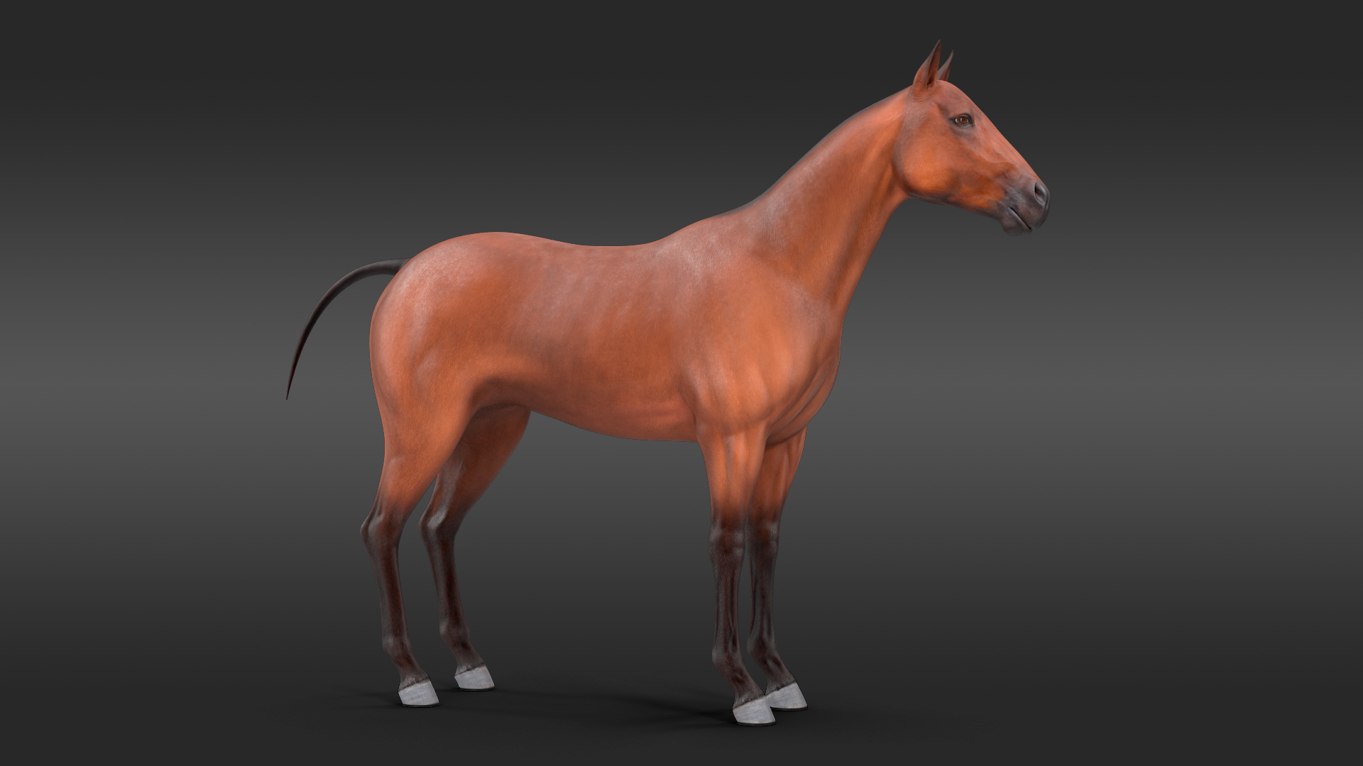 Bay Horse 3D model