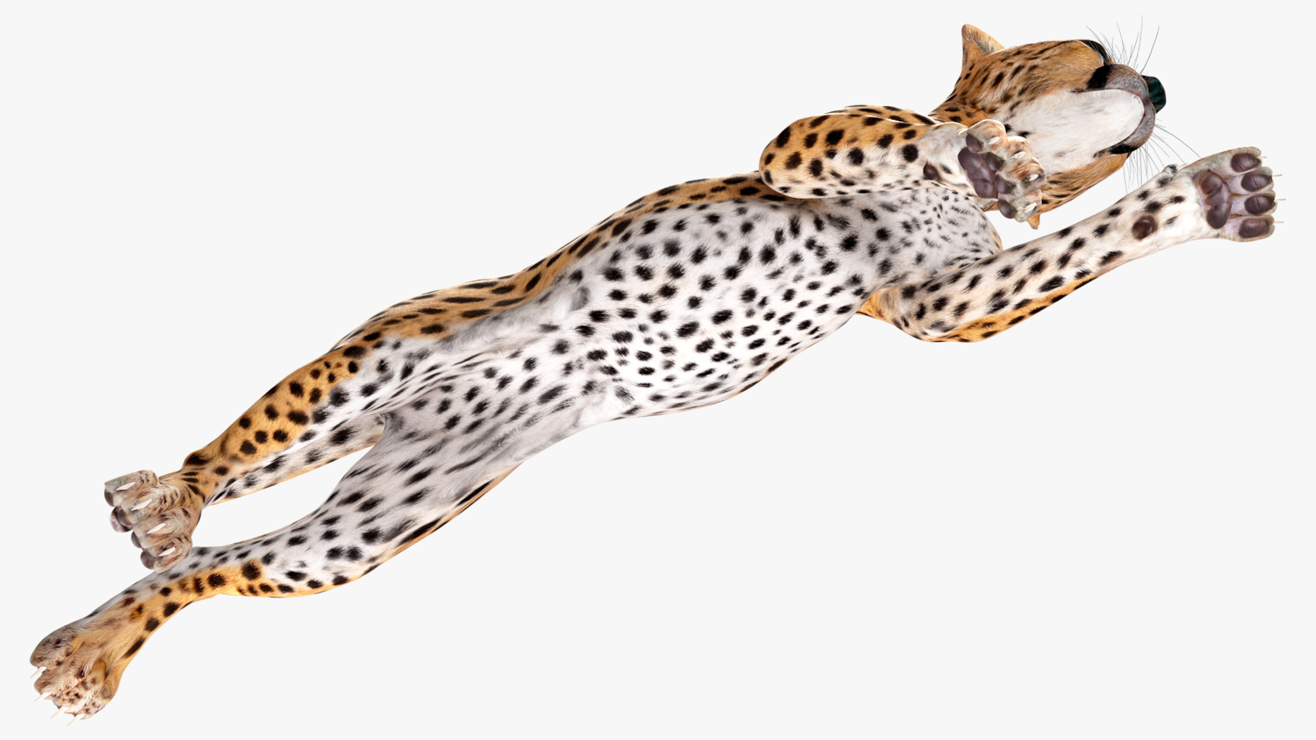 Cheetah Cub Running Pose 3D model