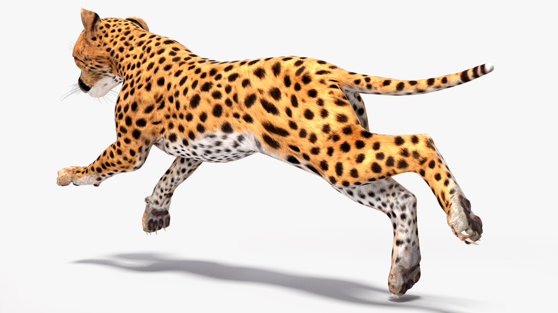 Cheetah Cub Running Pose 3D model