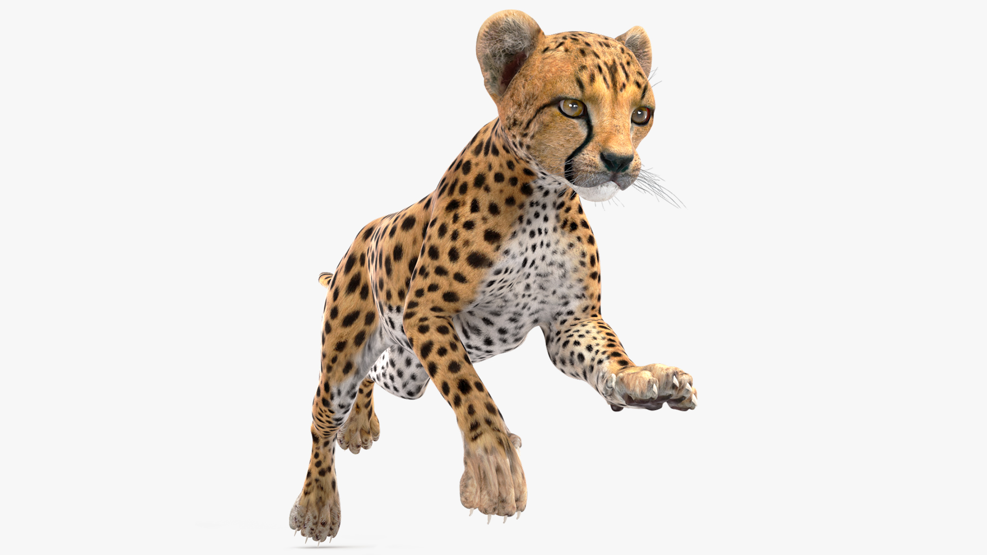 Cheetah Cub Running Pose 3D model