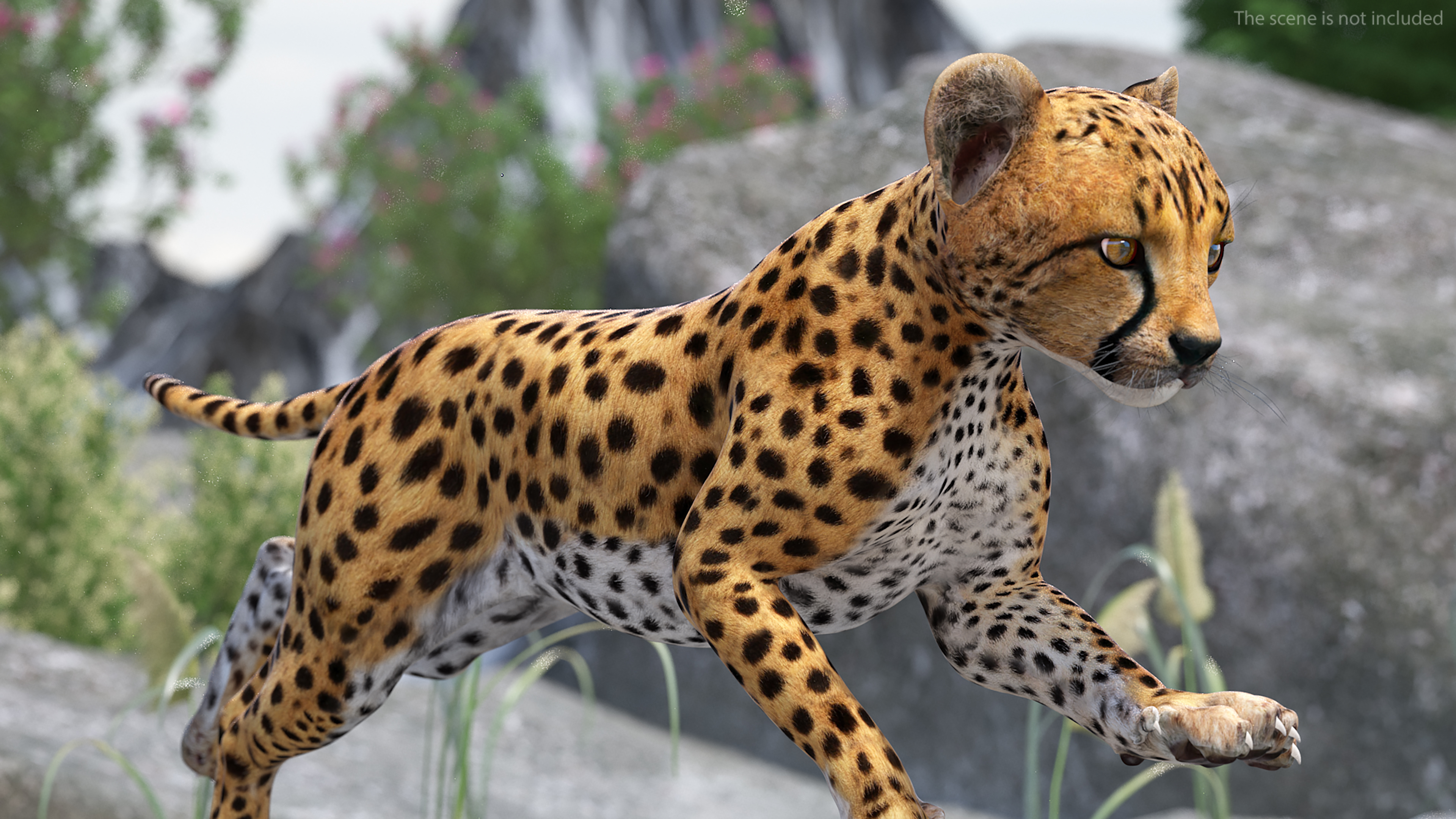 Cheetah Cub Running Pose 3D model