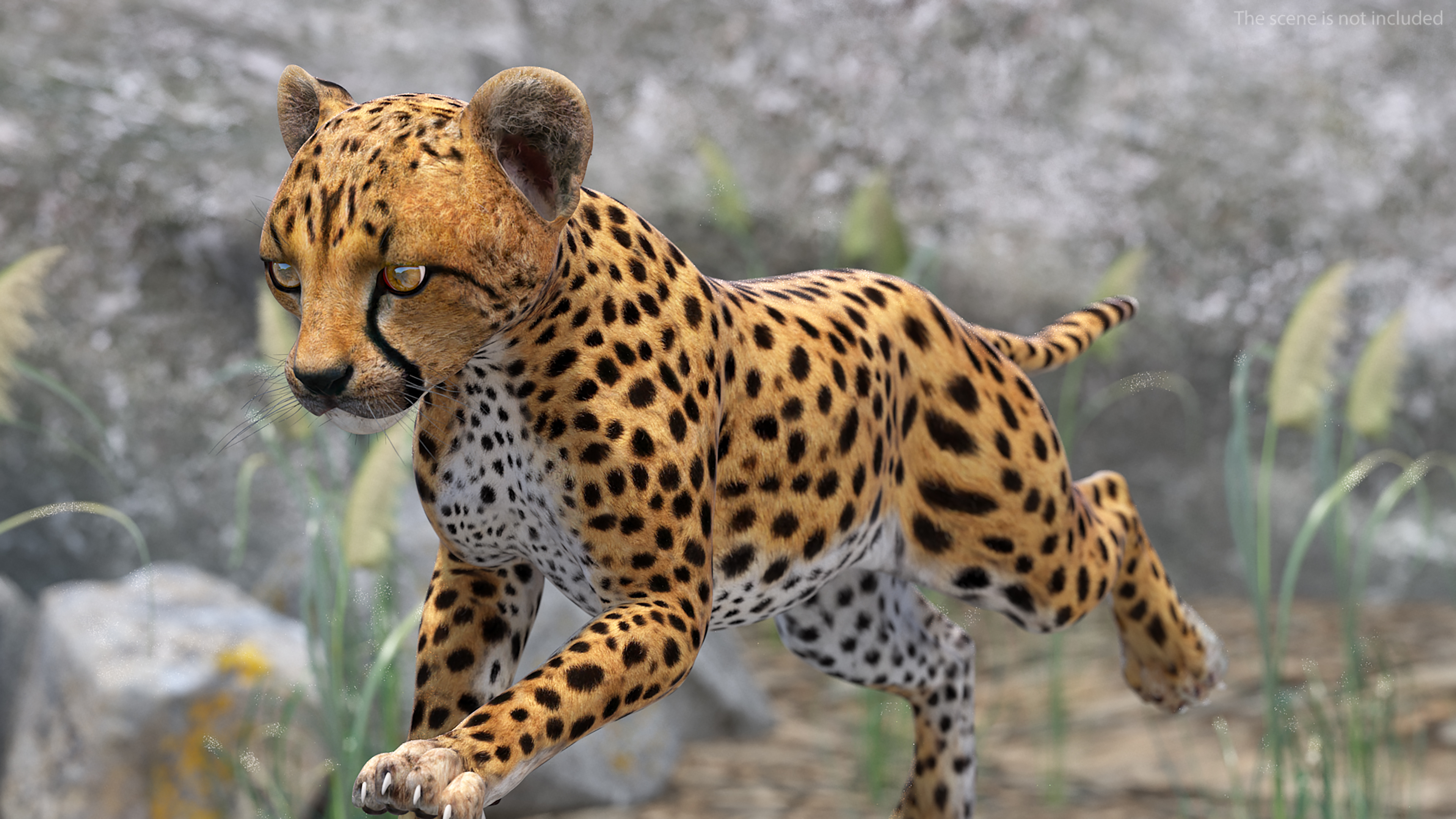 Cheetah Cub Running Pose 3D model