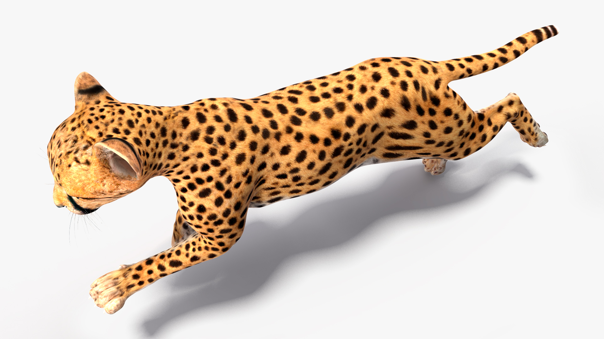 Cheetah Cub Running Pose 3D model