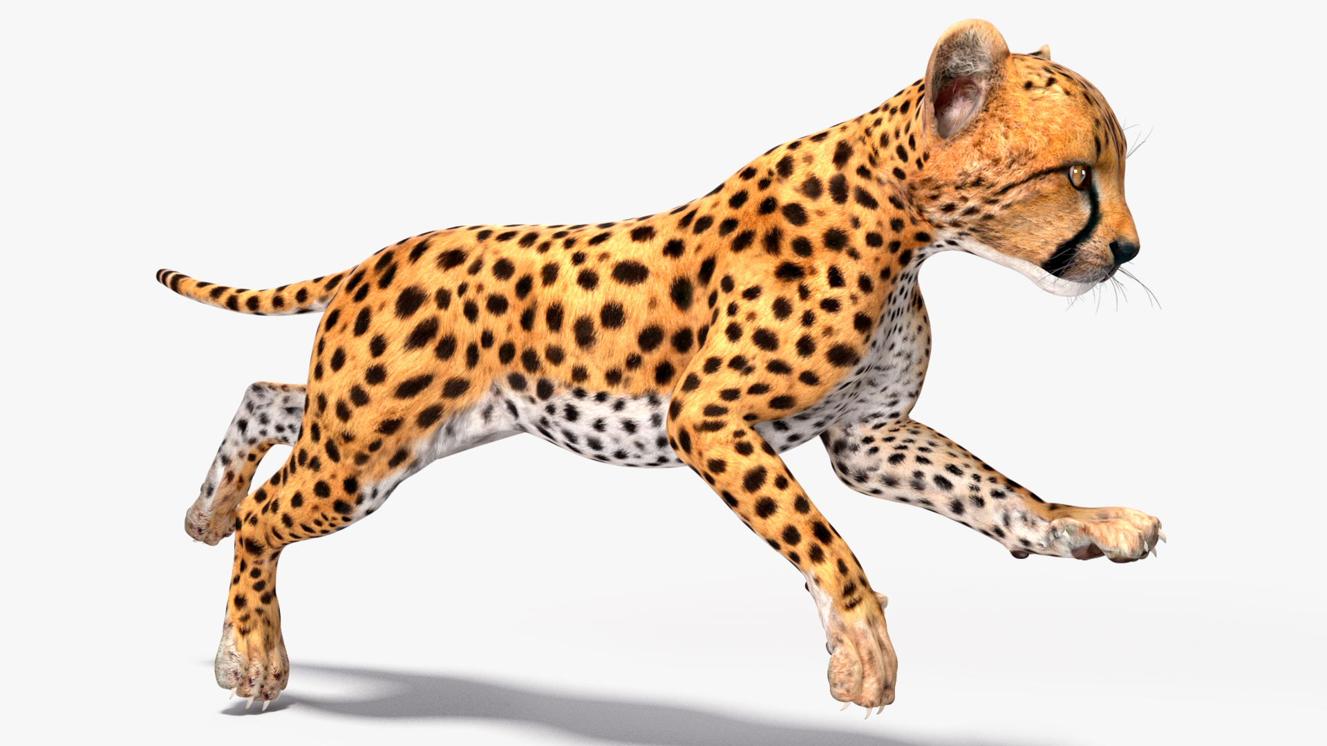 Cheetah Cub Running Pose 3D model