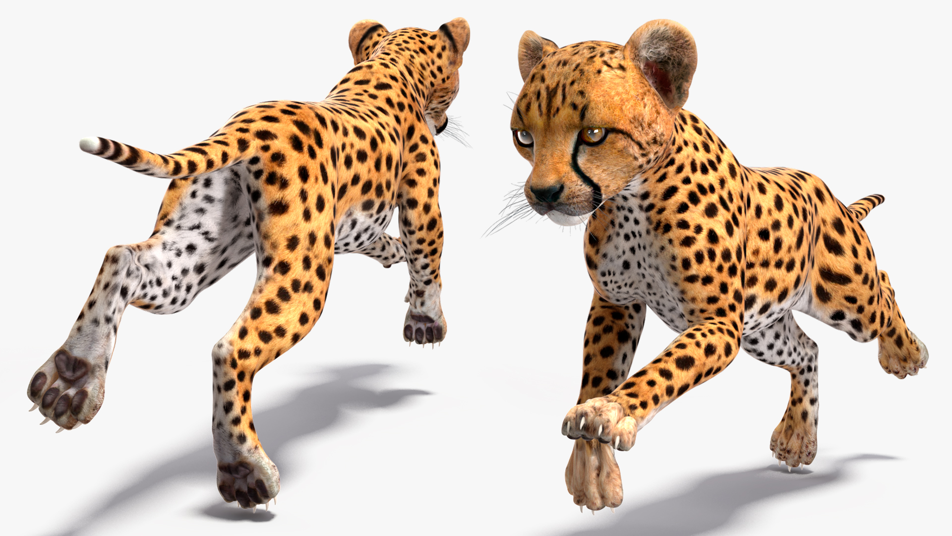 Cheetah Cub Running Pose 3D model