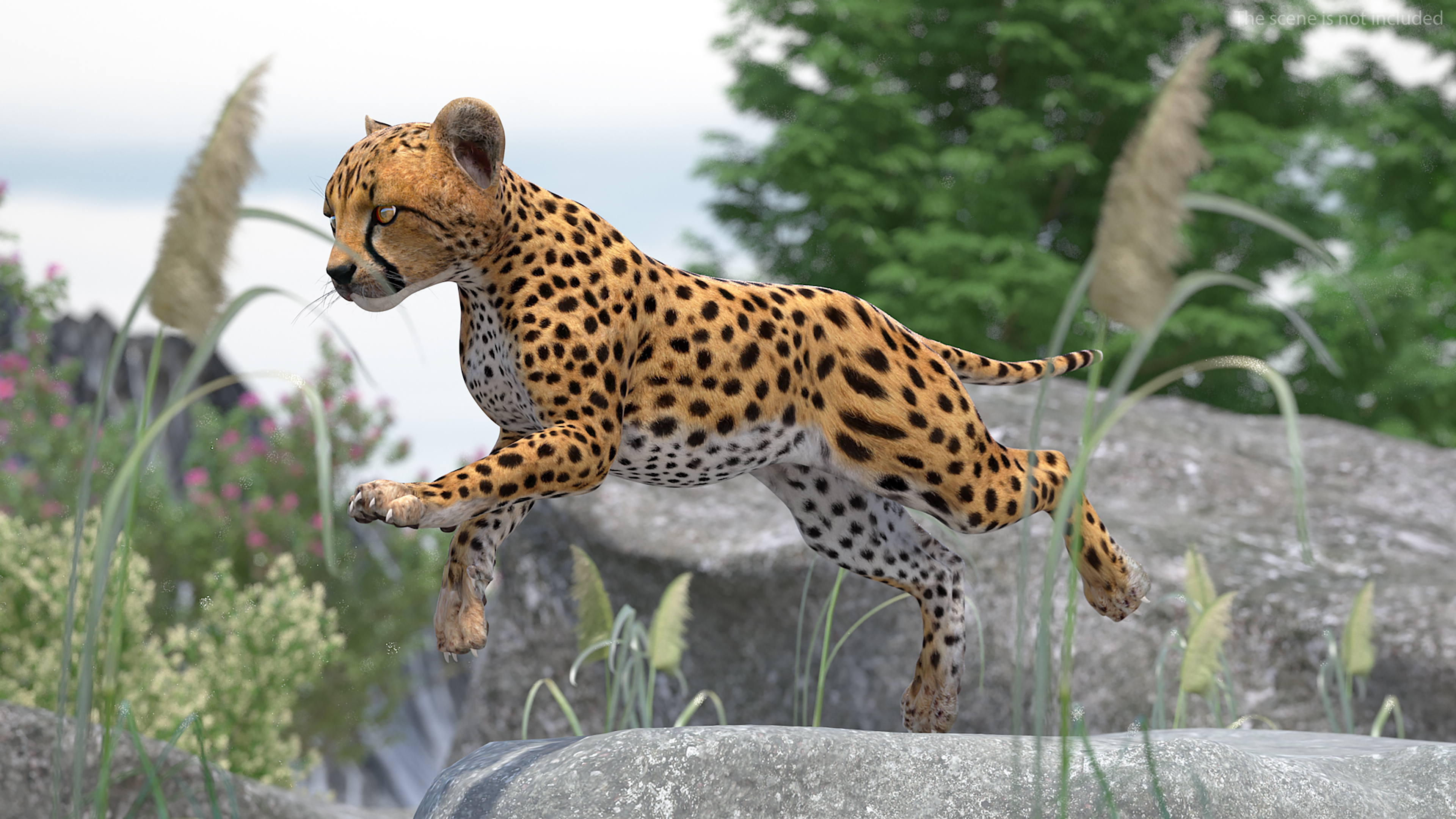 Cheetah Cub Running Pose 3D model