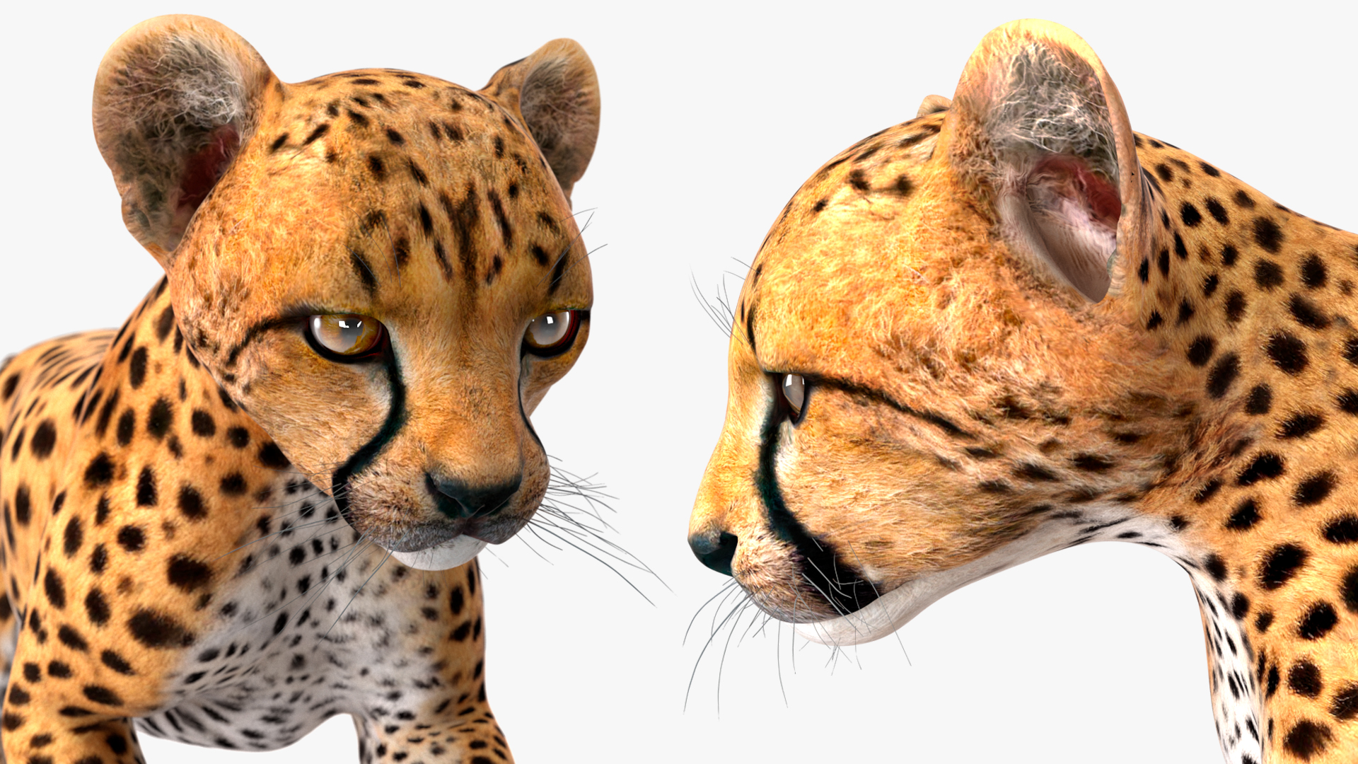 Cheetah Cub Running Pose 3D model