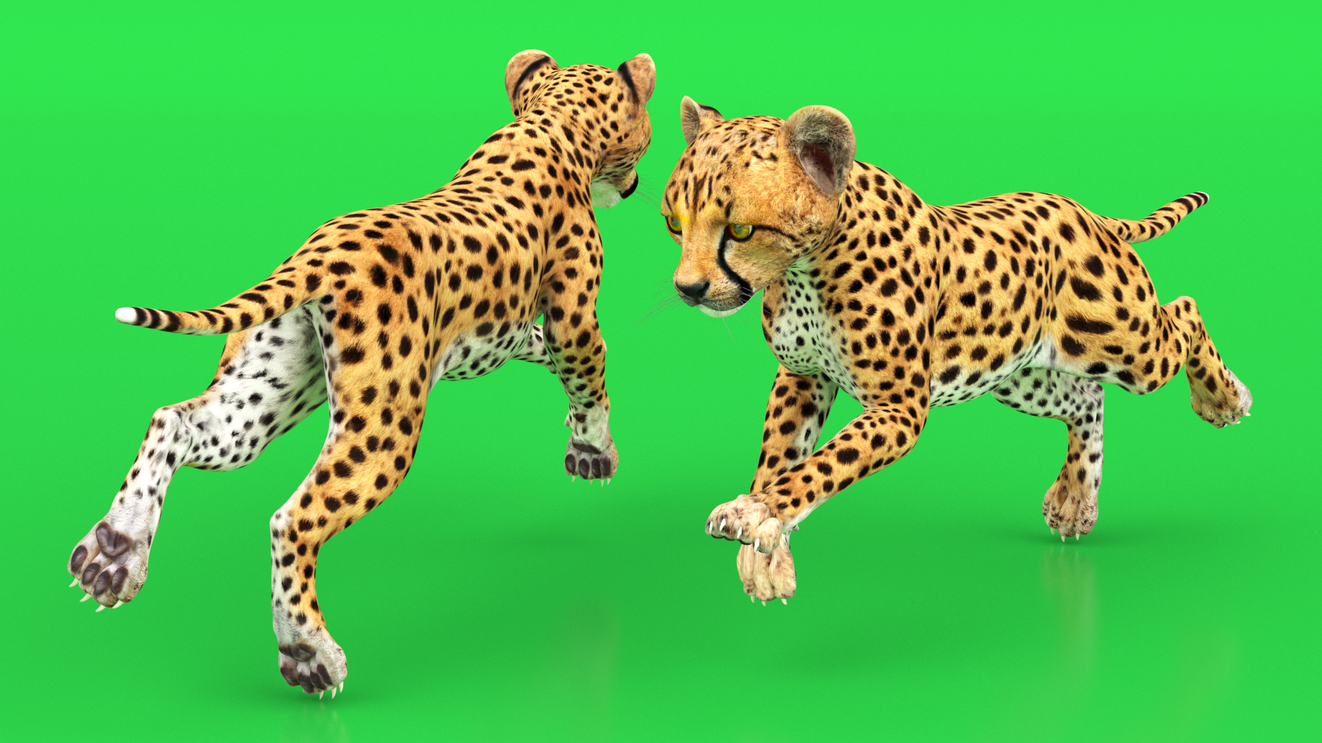 Cheetah Cub Running Pose 3D model