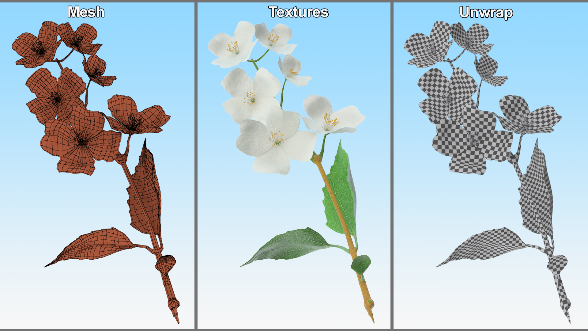 Jasmine Branch with Flowers 3D