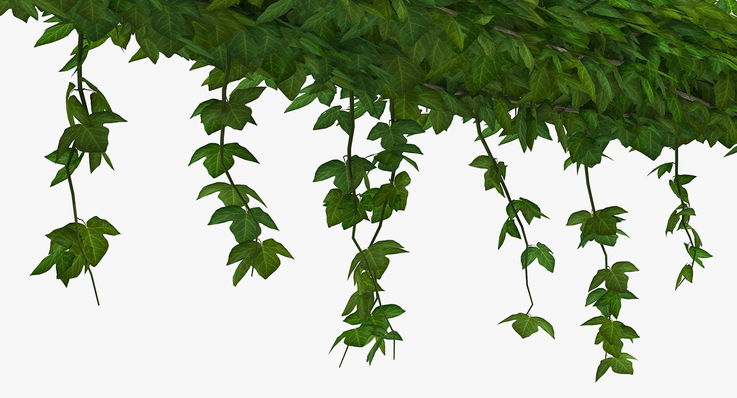 Ivy Shrub 3D model