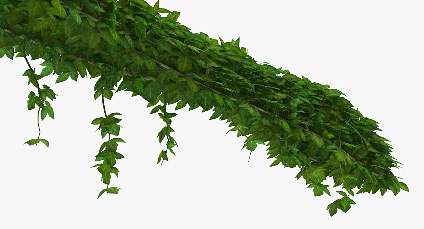 Ivy Shrub 3D model