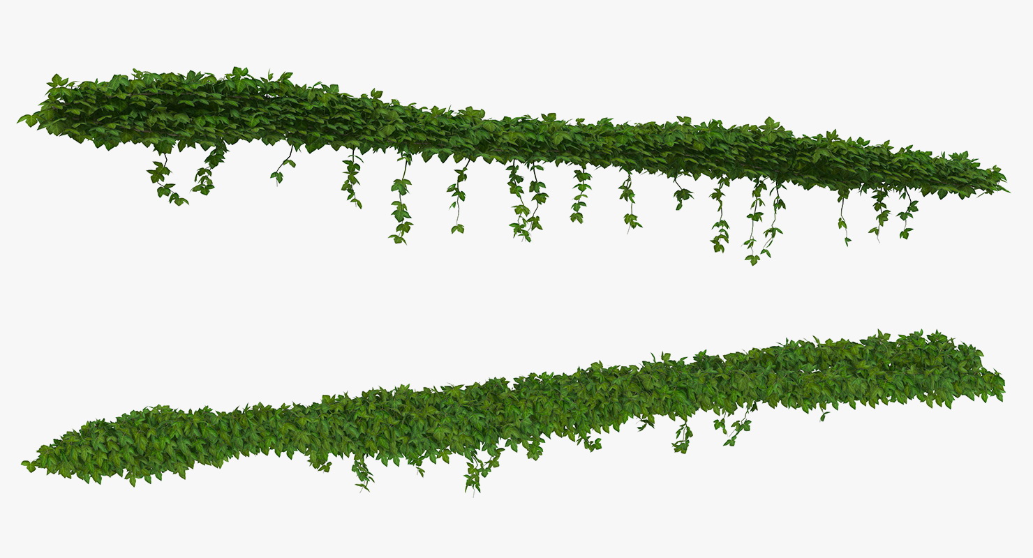 Ivy Shrub 3D model