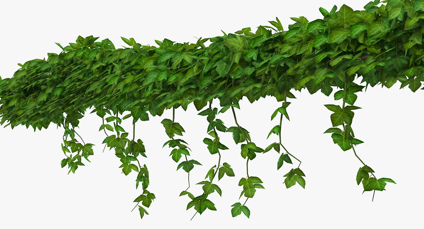 Ivy Shrub 3D model