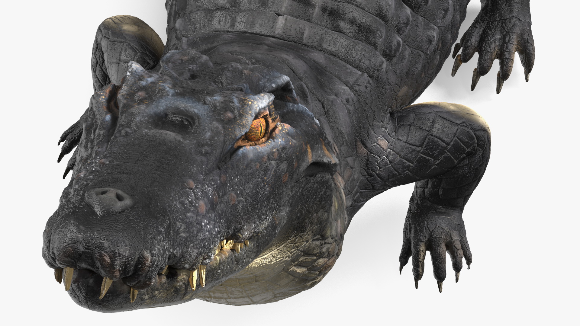 3D Black Caiman Looking Up model