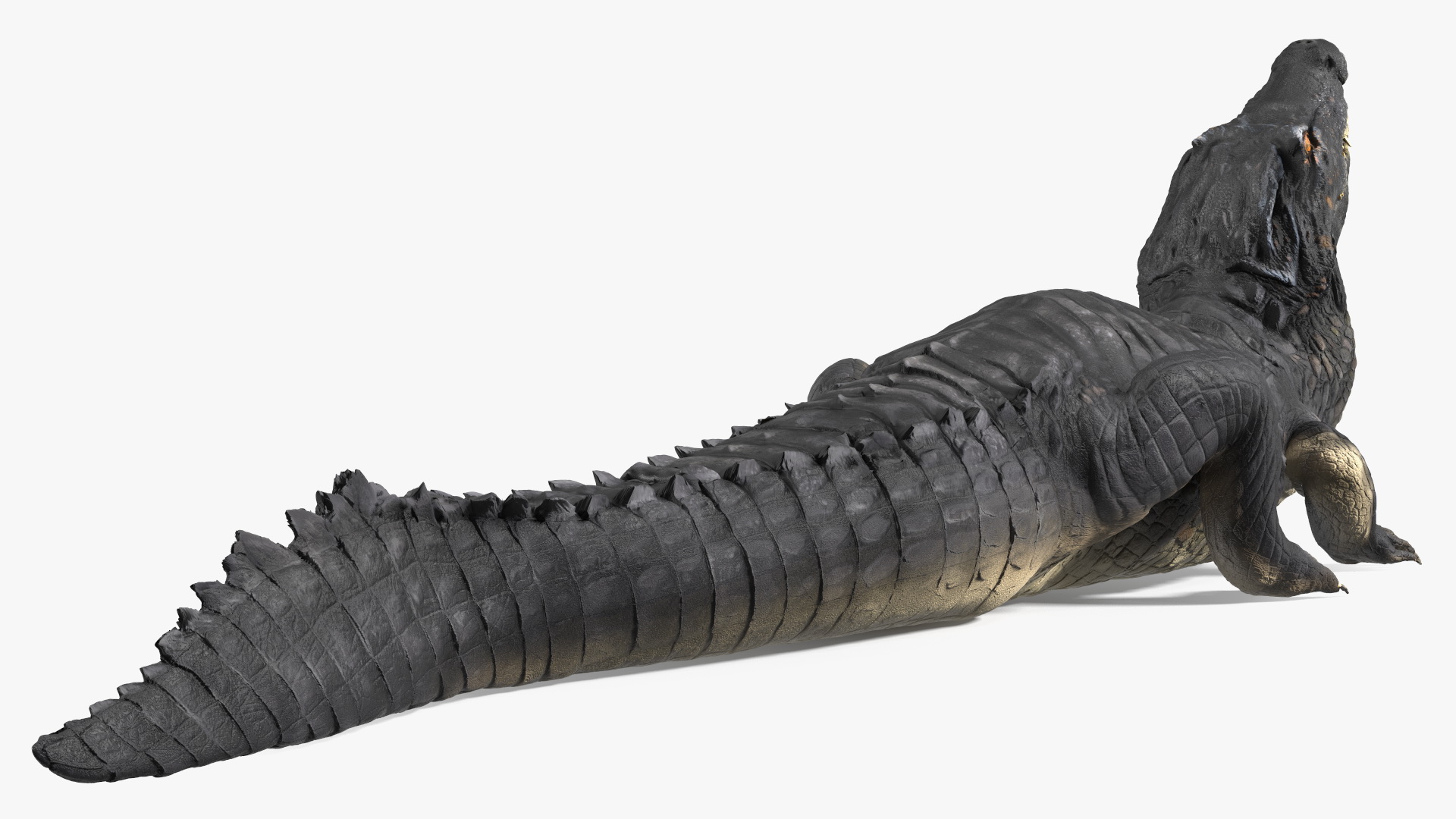 3D Black Caiman Looking Up model