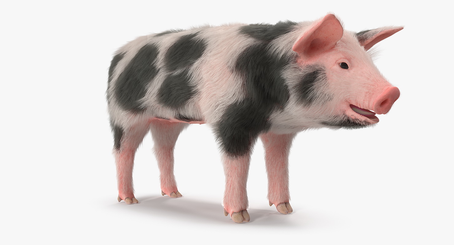 3D model Pig Piglet Pietrain with Fur Rigged