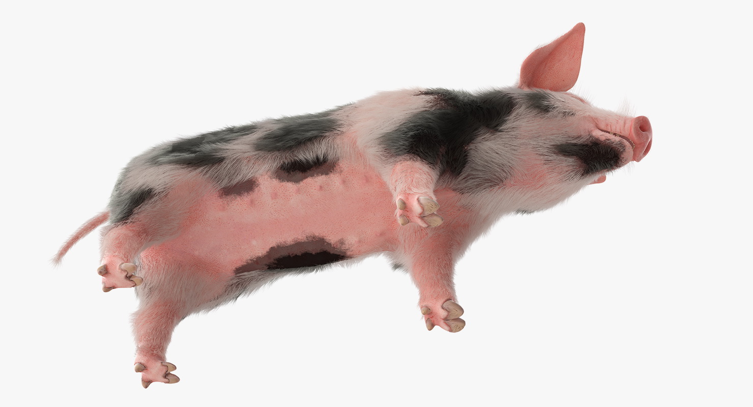 3D model Pig Piglet Pietrain with Fur Rigged