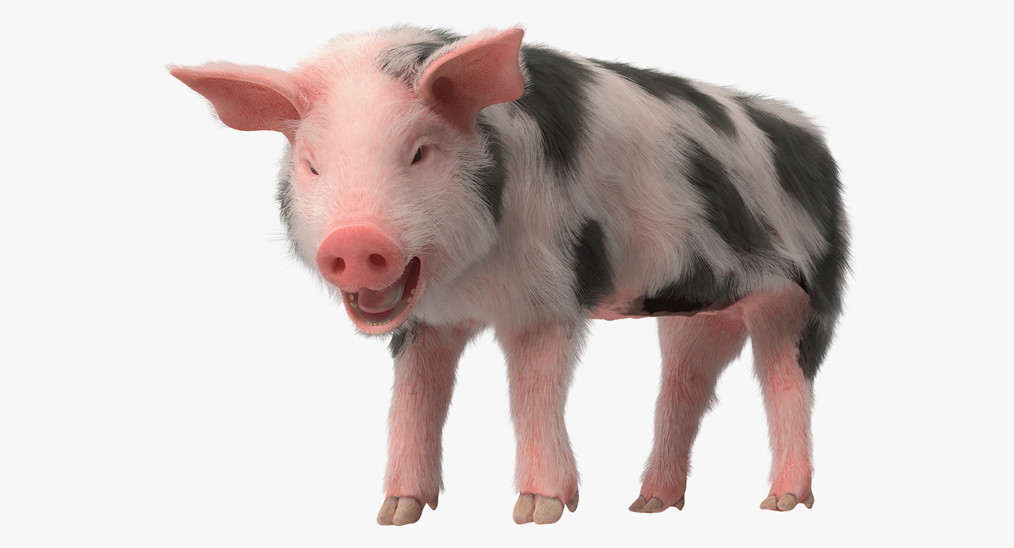 3D model Pig Piglet Pietrain with Fur Rigged