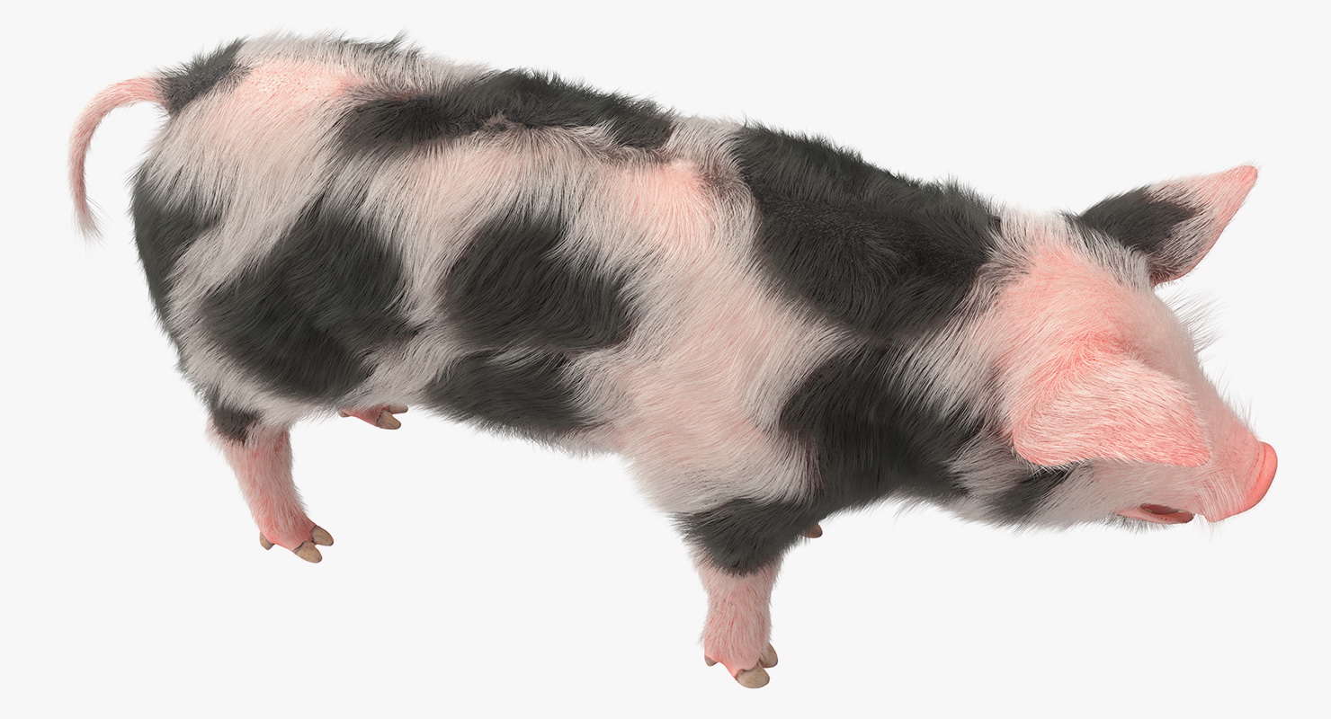 3D model Pig Piglet Pietrain with Fur Rigged