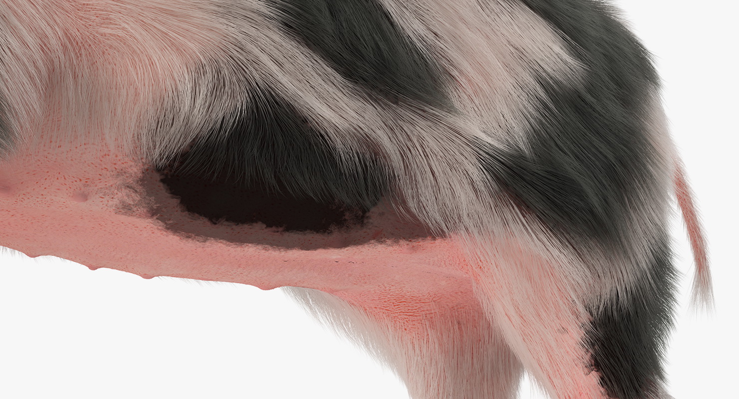 3D model Pig Piglet Pietrain with Fur Rigged