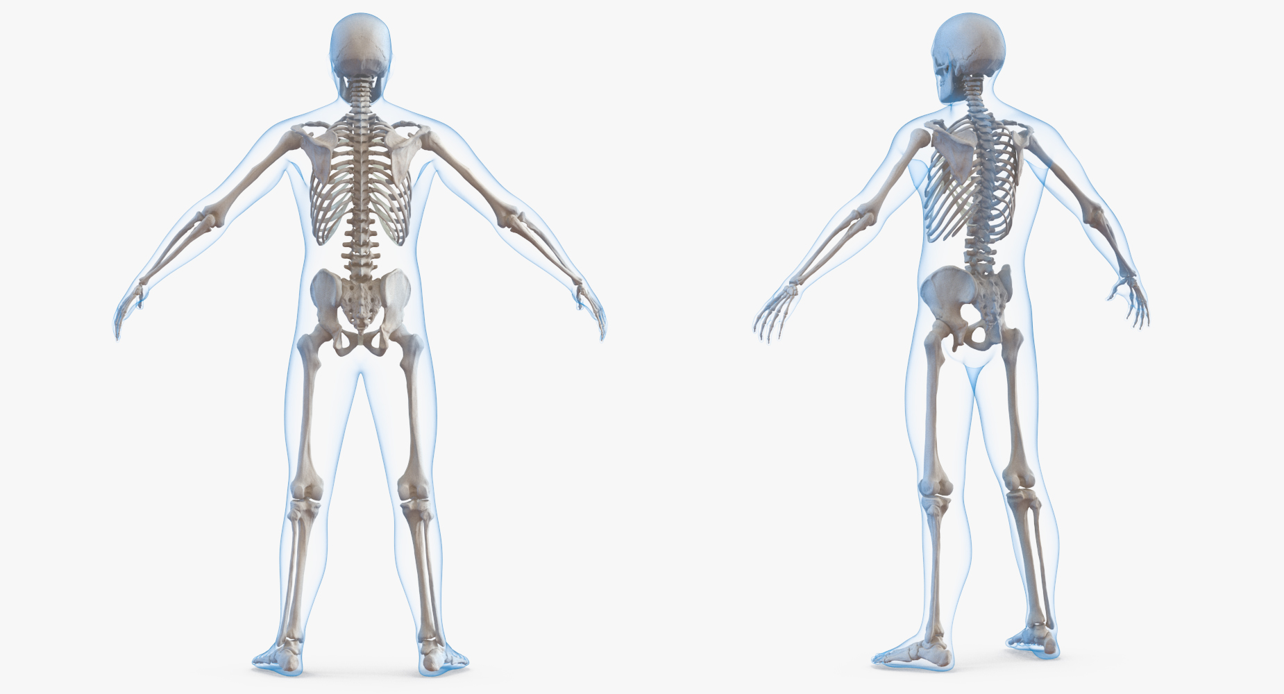 3D Male Body with Skeleton model